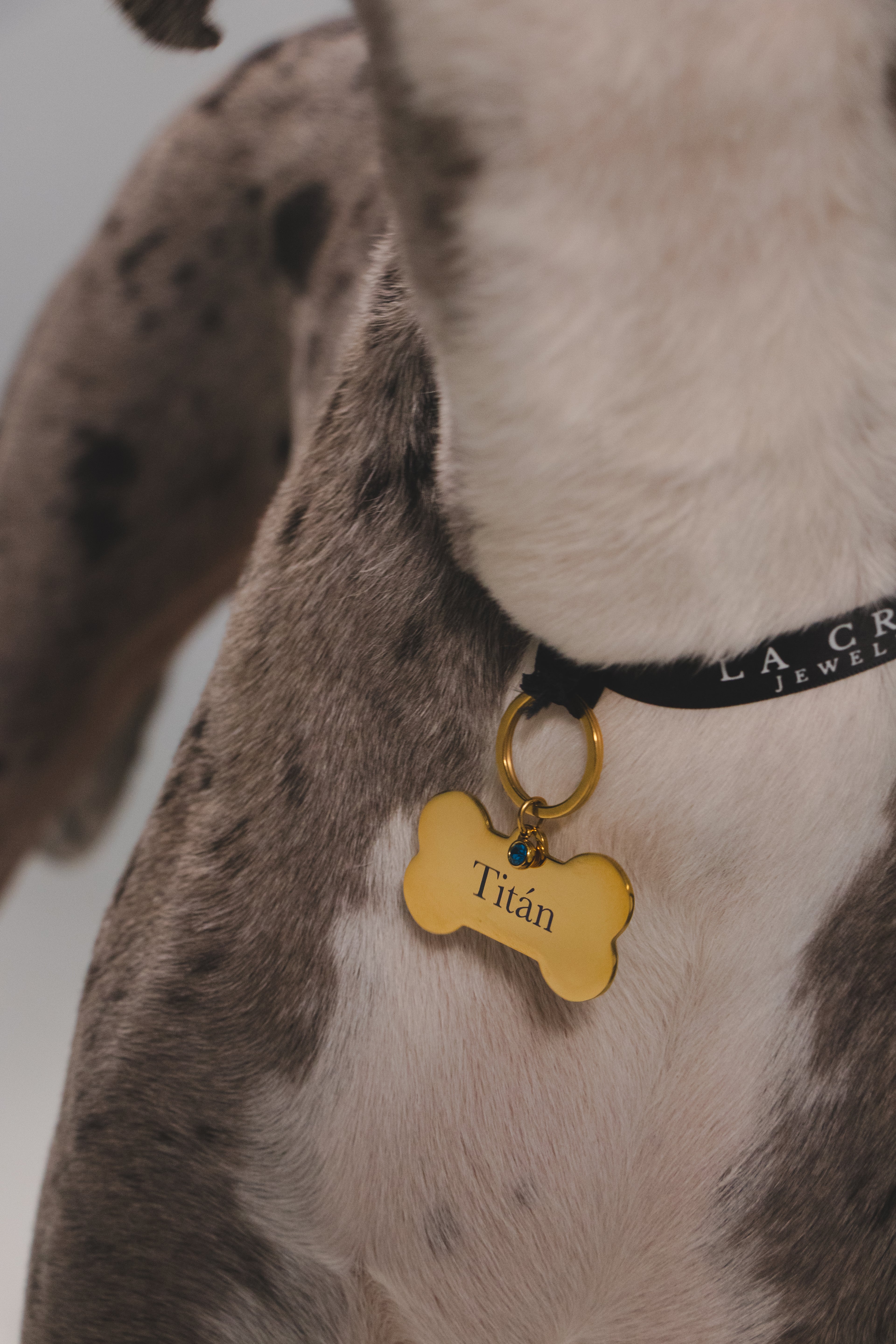 Custom Dog Tag - BIG