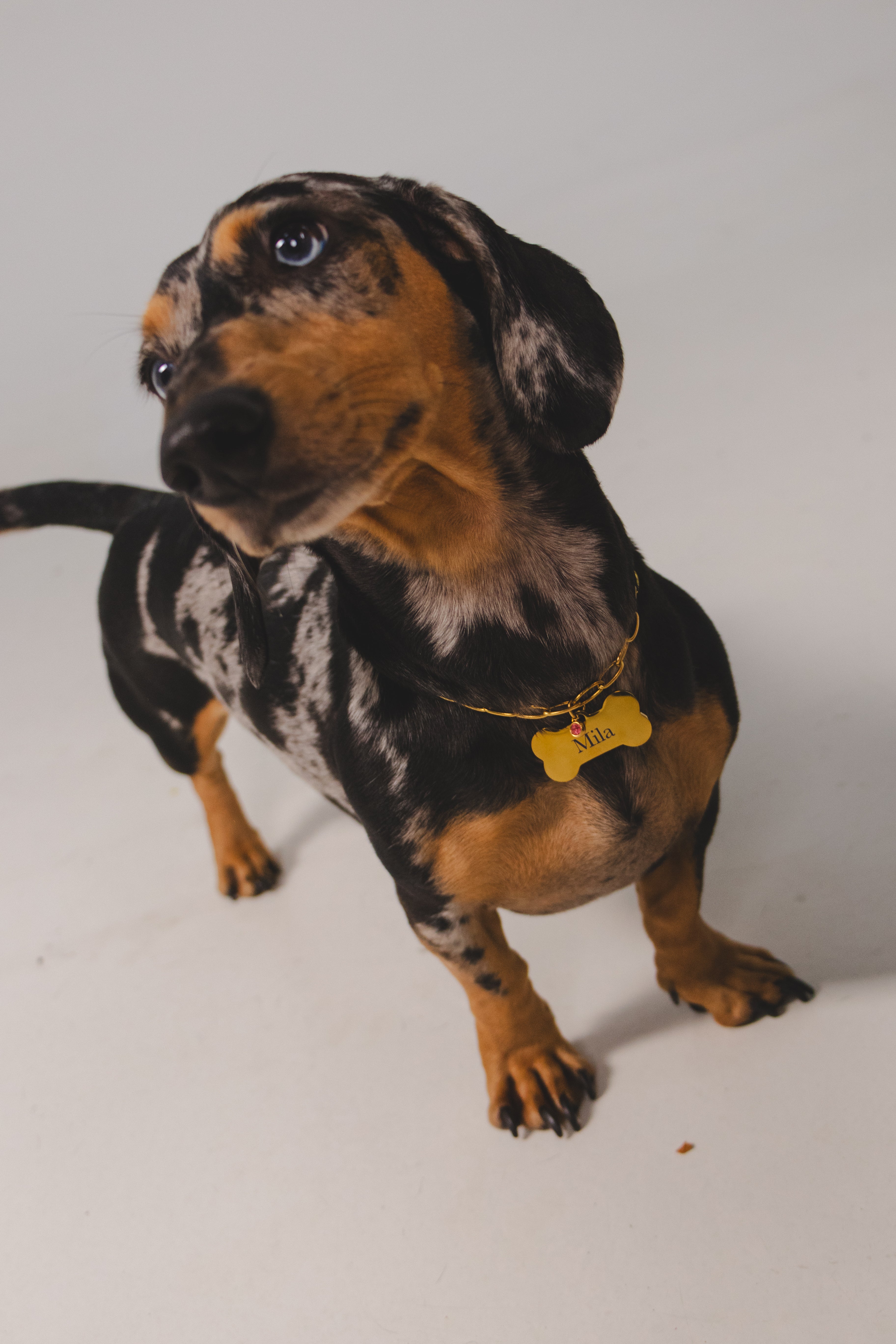 Custom Dog Tag - SMALL