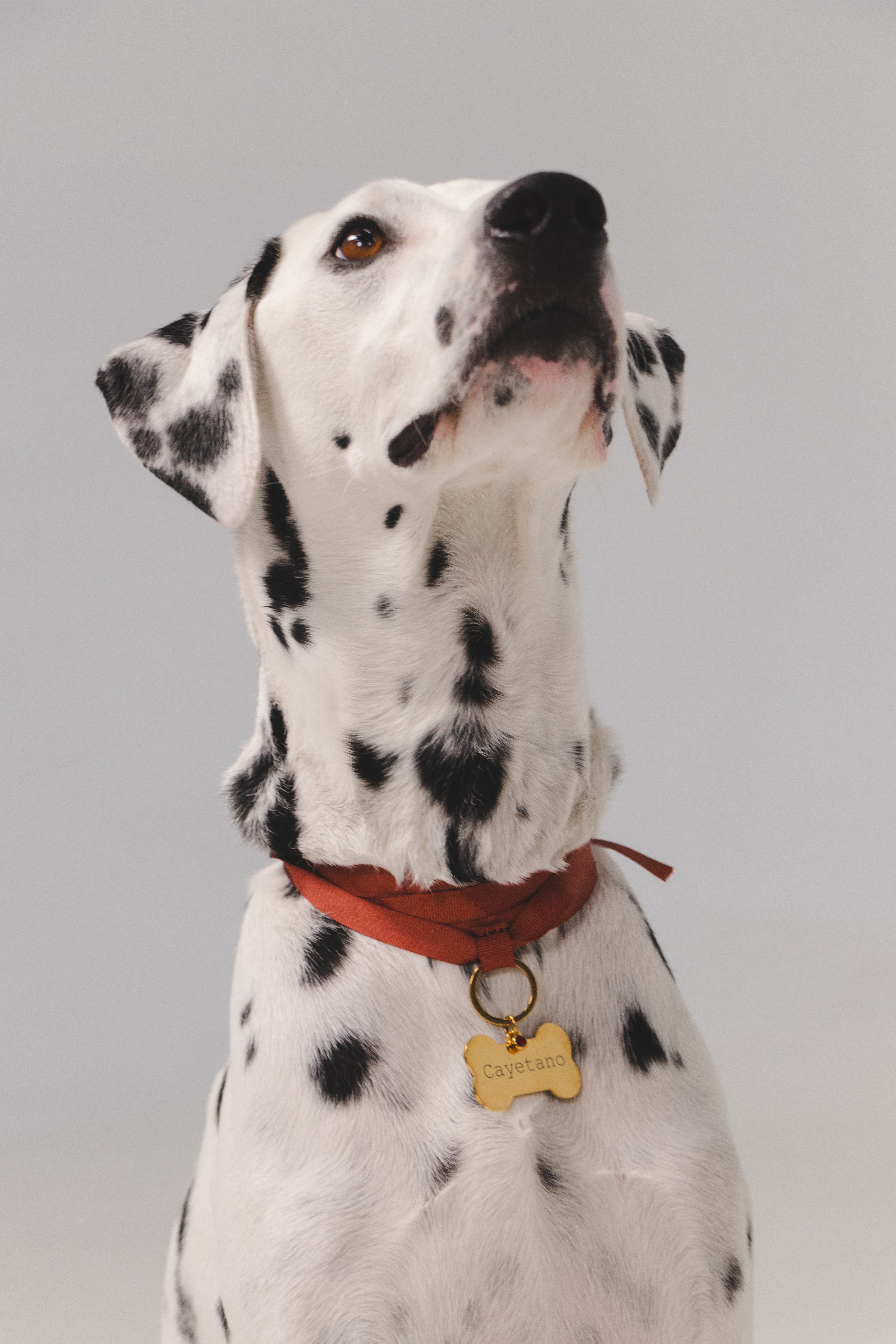 Custom Dog Tag - BIG