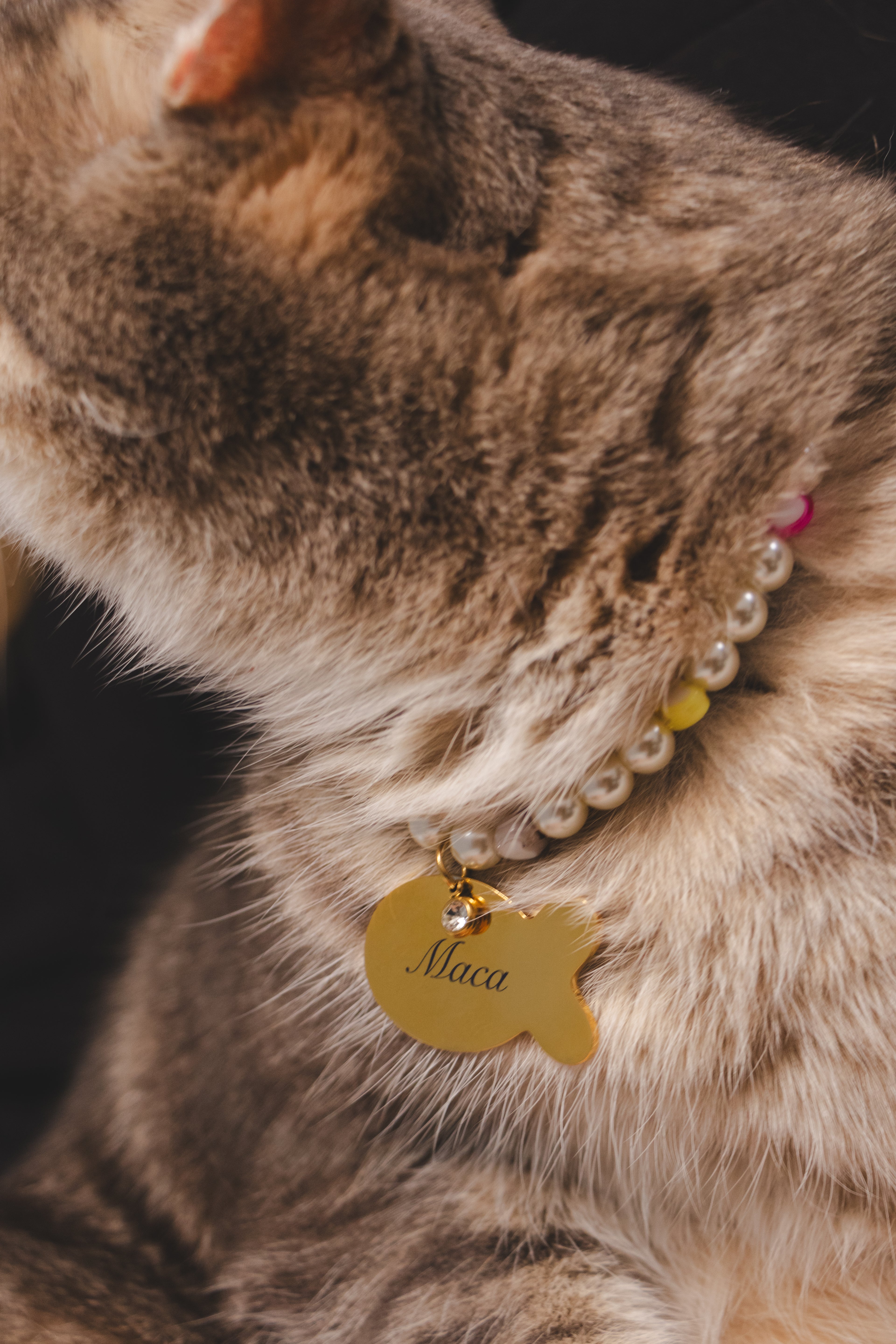 Custom Cat Tag